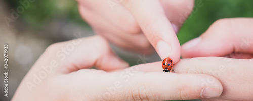 children hands playing with a ladybug, panoramic view