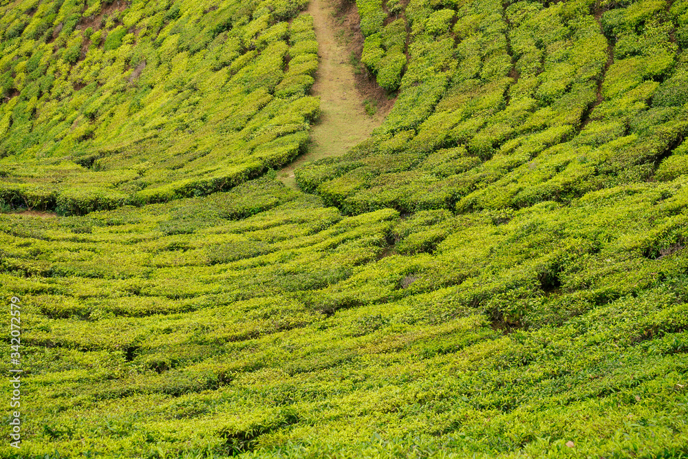 indian tea plantations and leafs in India Kerala Munnar