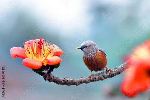 The chestnut-tailed starling or grey-headed myna is a member of the starling family.  photo