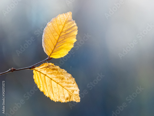 Yellow autumn leaves on a dark background