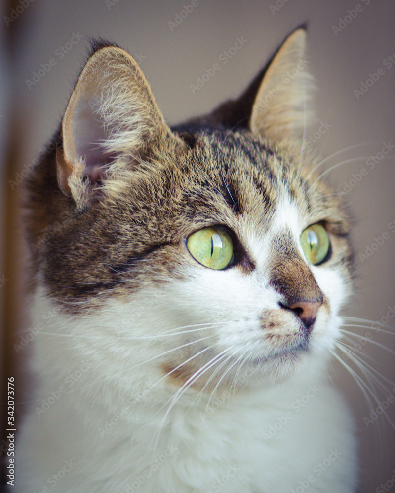 portrait of a cat with green eyes on a blurred background