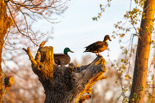 Enten 