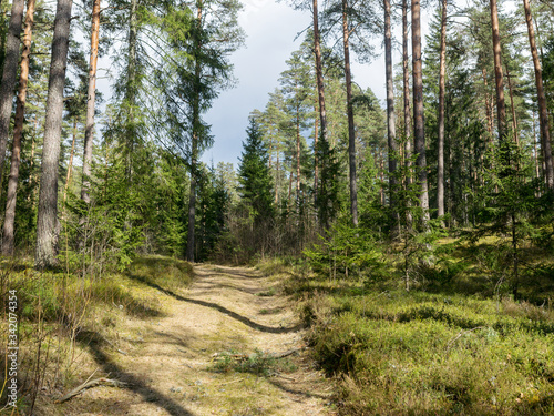 forest landscape with a simple forest road