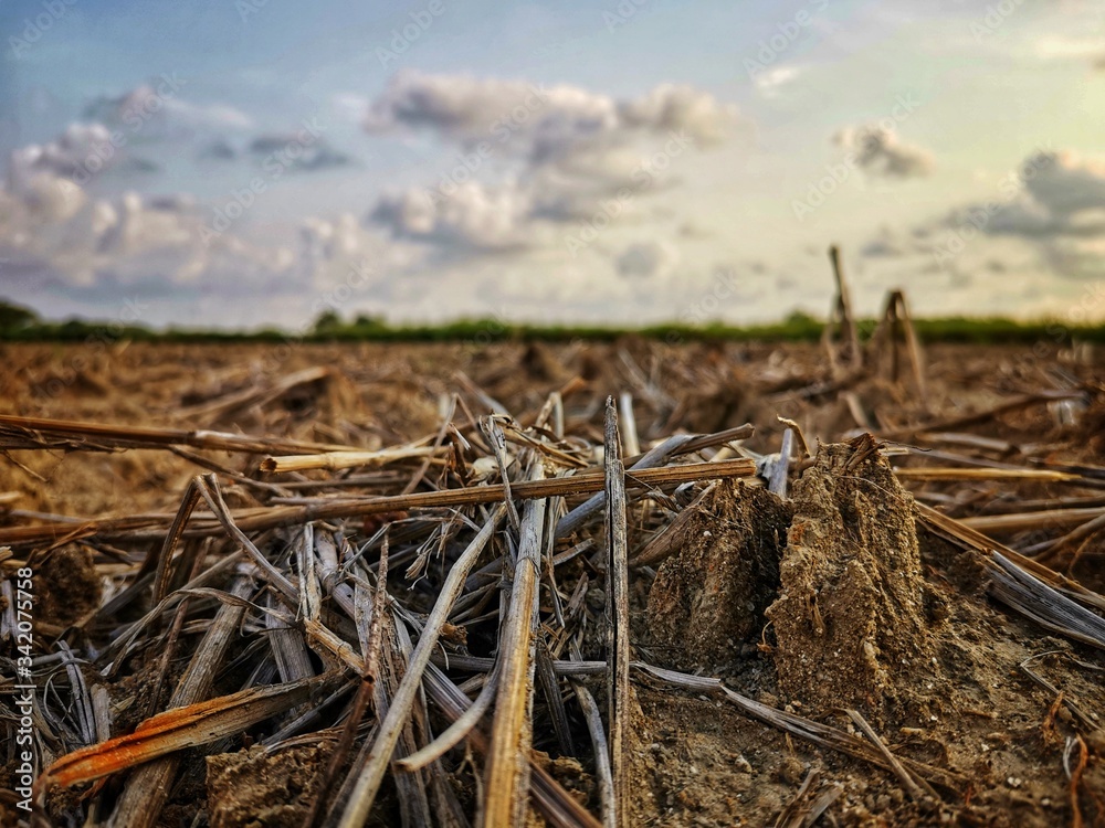 Fototapeta premium dry grass in the field