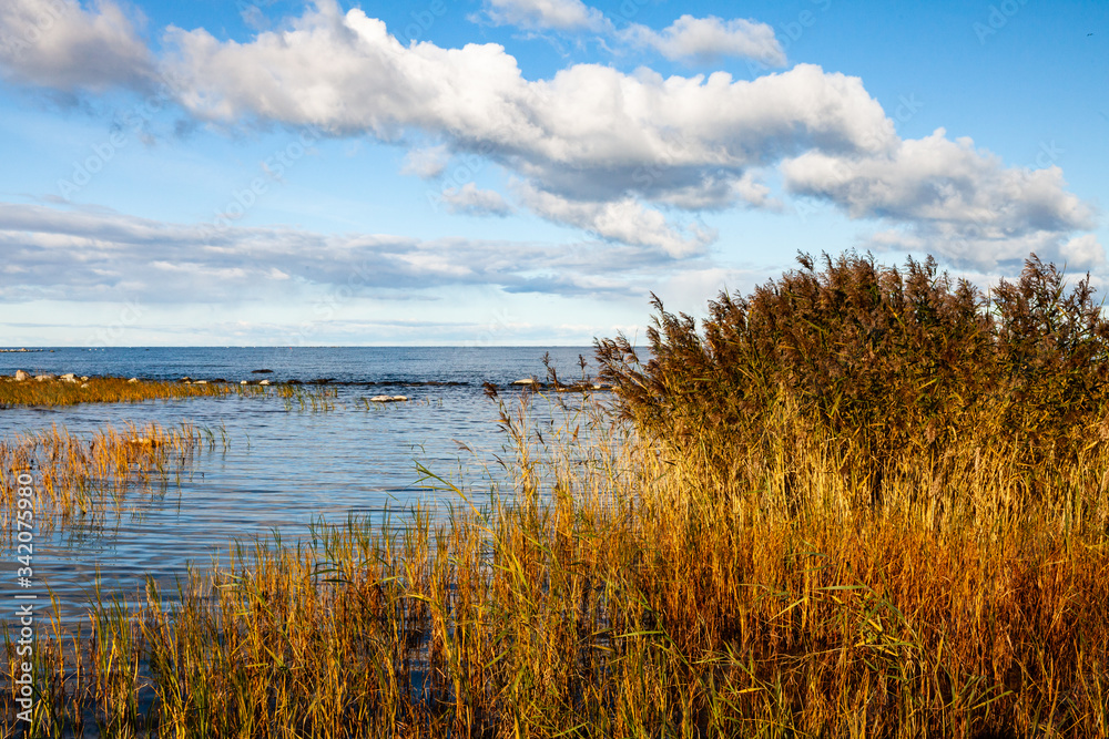 Grassy seaside. Baltic sea natural vegetation. Matsi beach, Estonia, Europe.