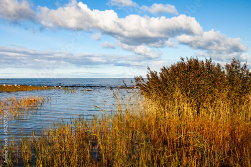 Grassy seaside. Baltic sea natural vegetation. Matsi beach  Estonia  Europe.