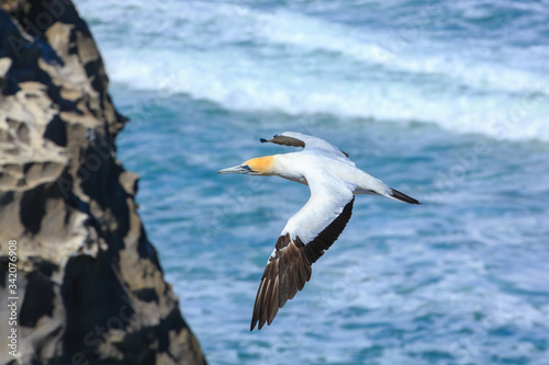 Obraz na plátně An Australasian gannet flying along the coastline