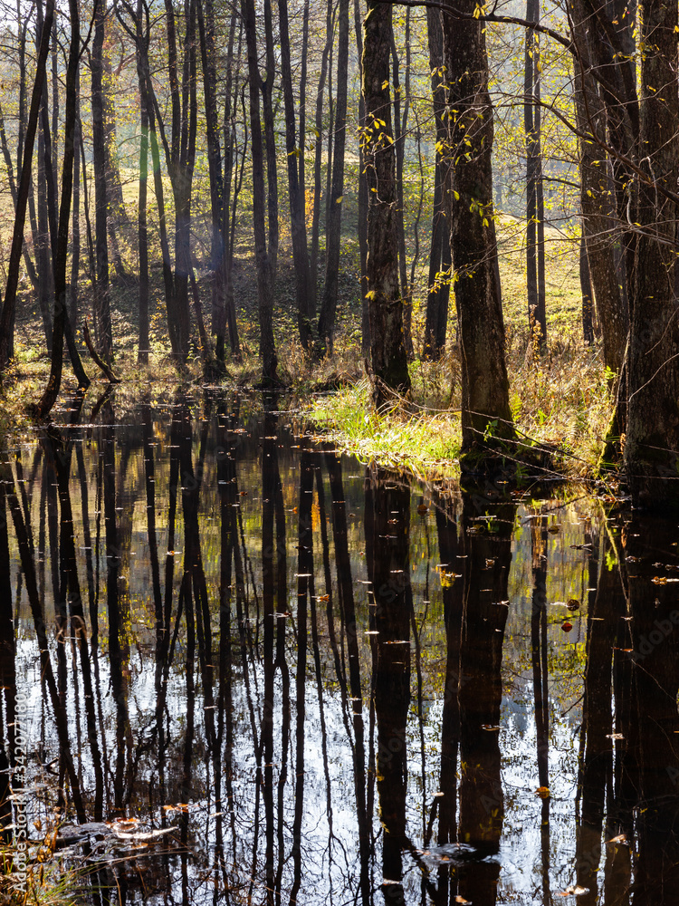 Water in forest between trees. Dark tree trunks reflected in river water. Turtul, Poland, Europe. Water in forest between trees. Dark tree trunks reflected in river water. Turtul, Poland, Europe.