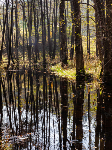 Water in forest between trees. Dark tree trunks reflected in river water. Turtul  Poland  Europe.
