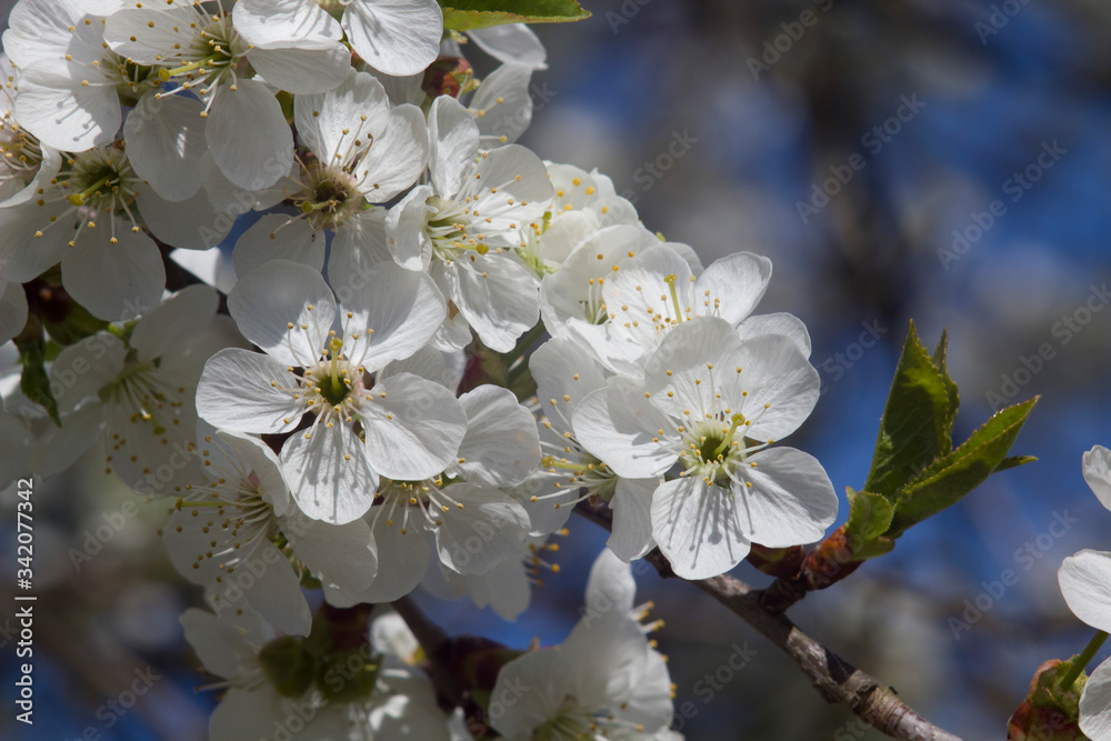 Fototapeta premium Blossoming apple tree in April.