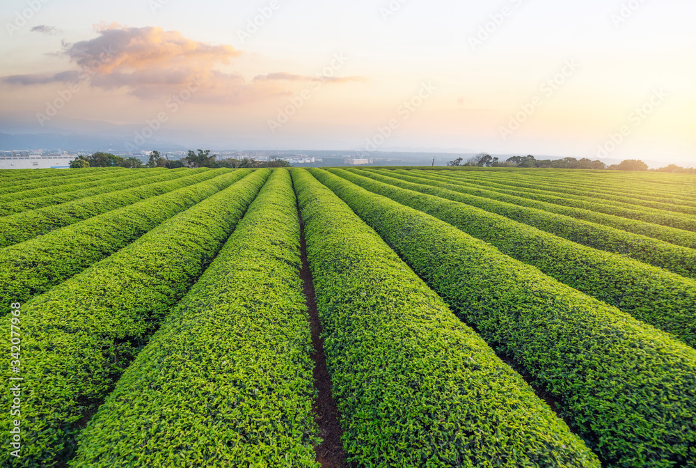 rows of green tea in the field