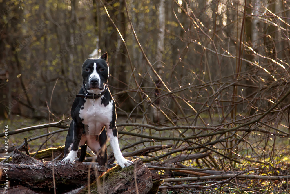 A dog sits on logs in the forest and looks at the camera