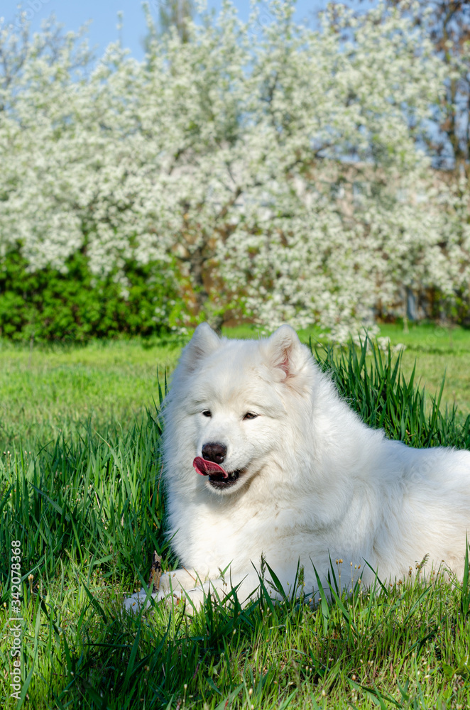 White Samoyed dog lies on a green spring grass, against a background of a blossoming tree. White Samoyed dog lies on a green spring grass, against a background of a blossoming tree.