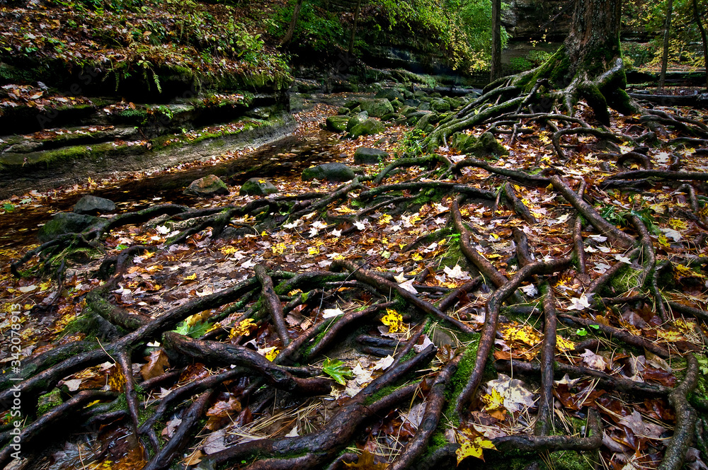 Autumn leaves cover an immense system of exposed tree roots.