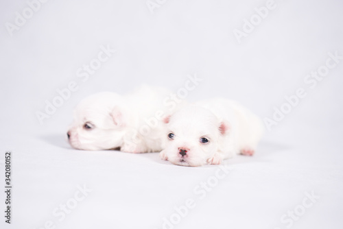 The Maltese is a breed of dog in the toy group. Maltese puppies are sleeping on a white background.
