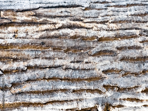 bark of a tree, tree bark texture, abstract bark wallpaper