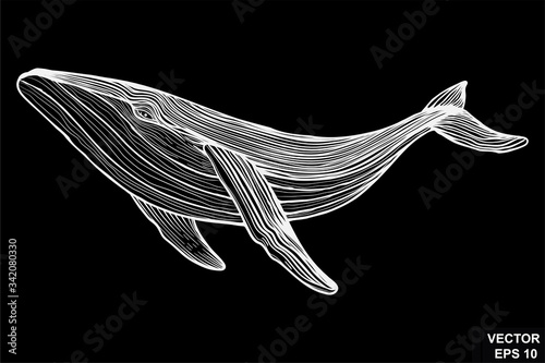 Whale. A fish. On a chalk board. Sketch. For your design.