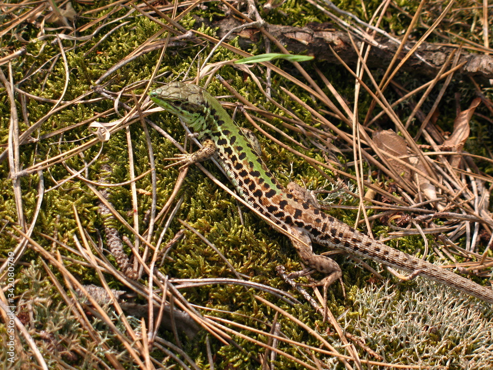 Fototapeta premium lizard on the rock