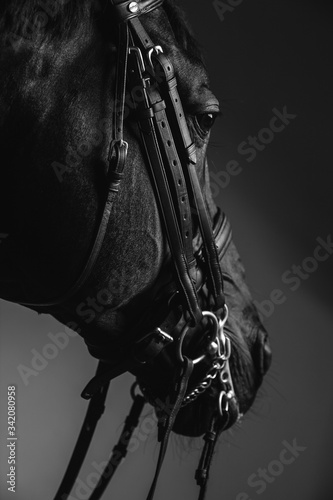 Horse rider saddle up the thoroughbred horse for dressage or equestrian race © serhiipanin