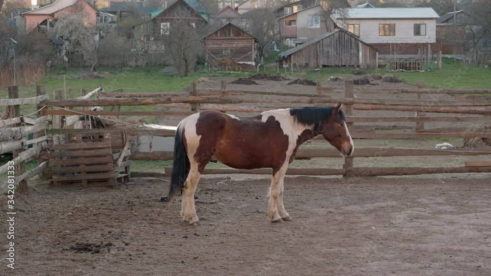 Three horses walking behind the fence Three horses walking behind the fence