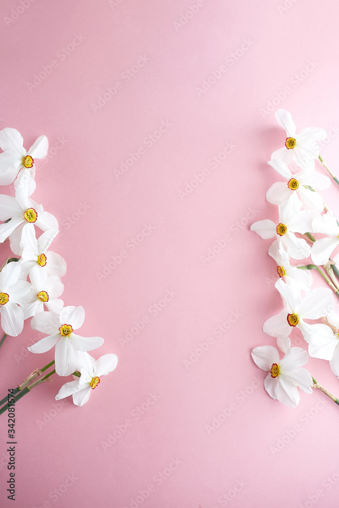 Spring flowers. Narcissus on pink background. Free copy space