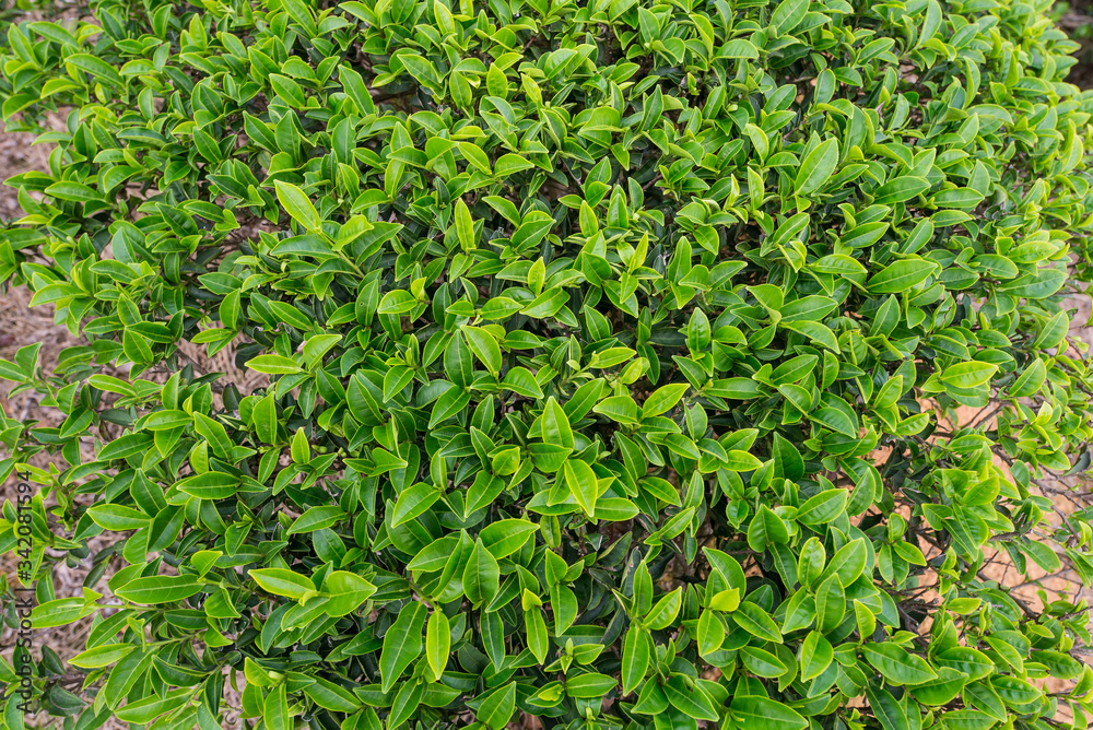Obraz premium background of tea leaves