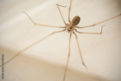 Marbled cellar spider close up (Holocnemus pluchei).