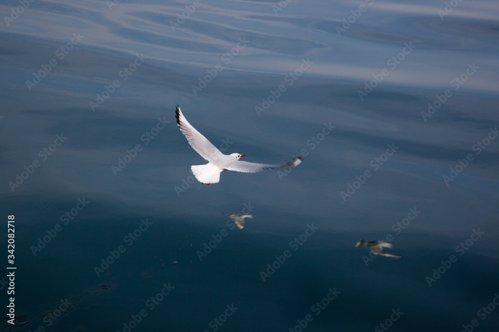 Seagulls flying over the Sea of Galilee Seagulls flying over the Sea of Galilee