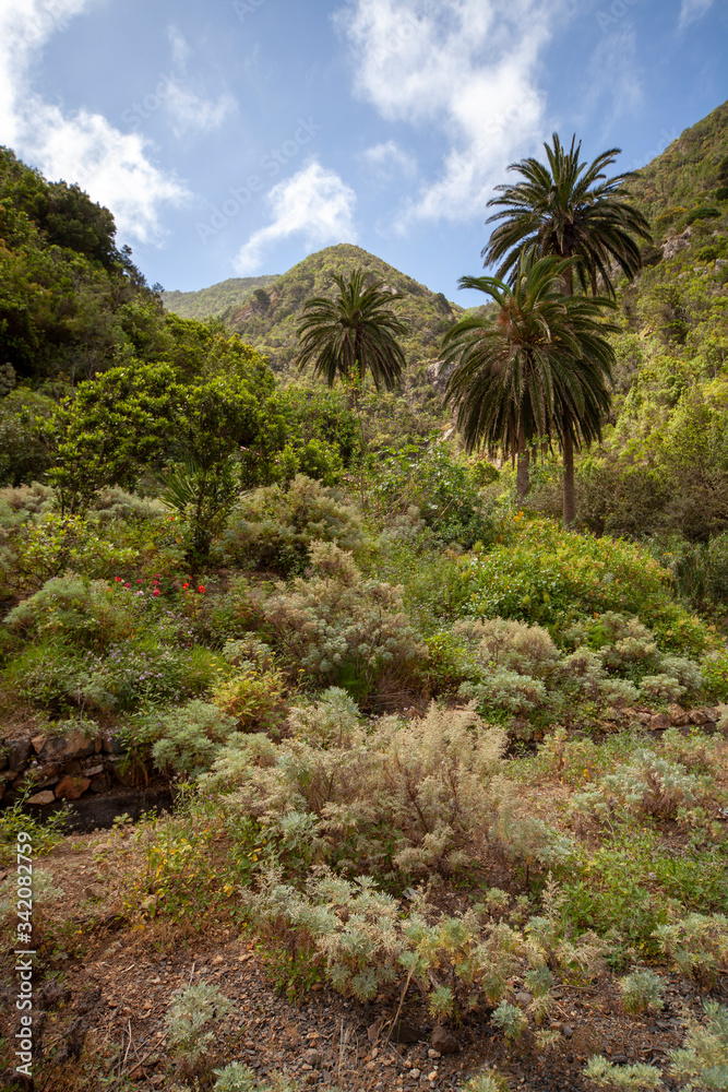 Ravine on Isla de la Gomera, Canary Islands