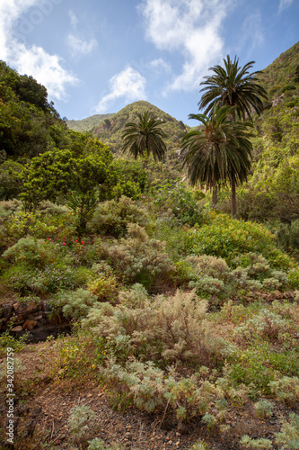 Ravine on Isla de la Gomera, Canary Islands