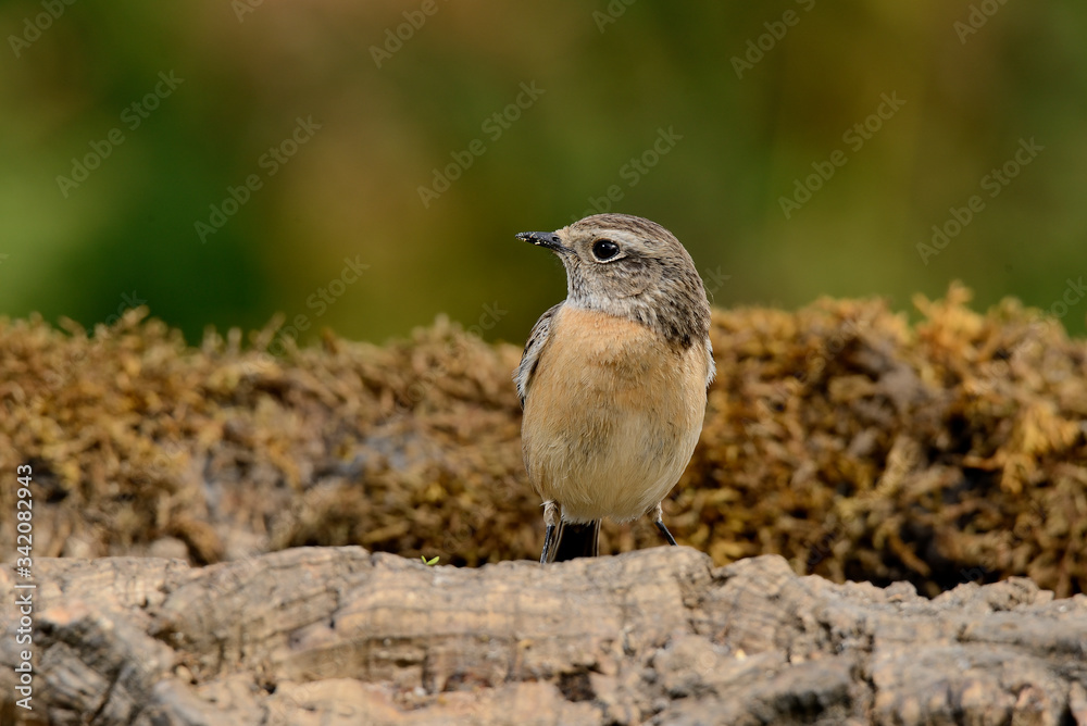 Naklejka premium tarabilla hembra posada en una rama con fondo natural en vede (saxicola rubicola) Marbella Andalucía España 