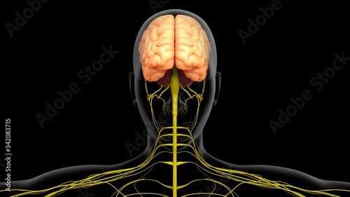 3D Illustration Human Brain Anatomy With Nervous System For Medical Concept