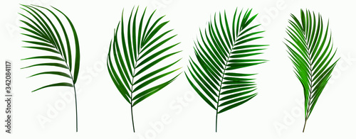 set of leaves coconut isolated on white background for design elements, tropical leaf, summer background