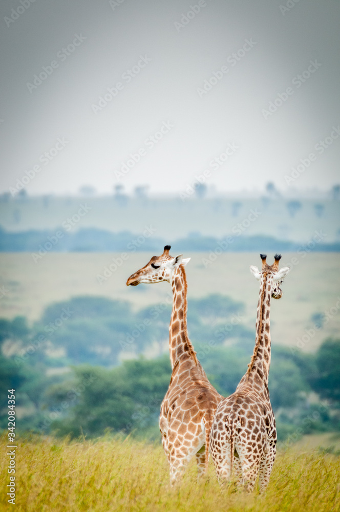 Obraz premium giraffe africane