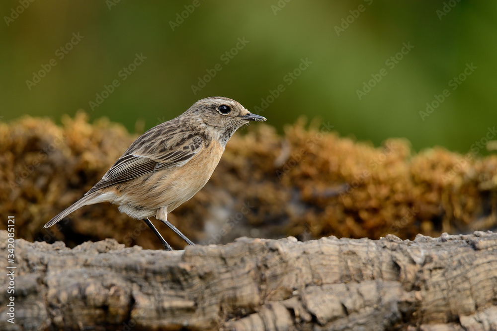 tarabilla hembra posada en una rama con fondo natural en vede (saxicola rubicola) Marbella Andalucía España tarabilla hembra posada en una rama con fondo natural en vede (saxicola rubicola) Marbella Andalucía España