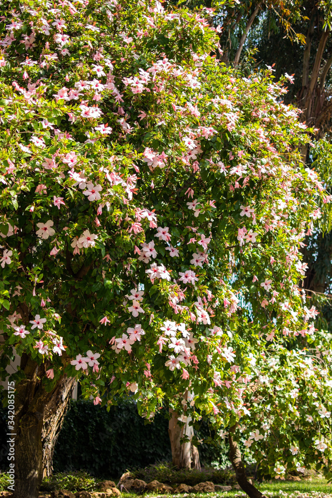 Blooming Hibiscus tree, Taormina, Sicily, Italy