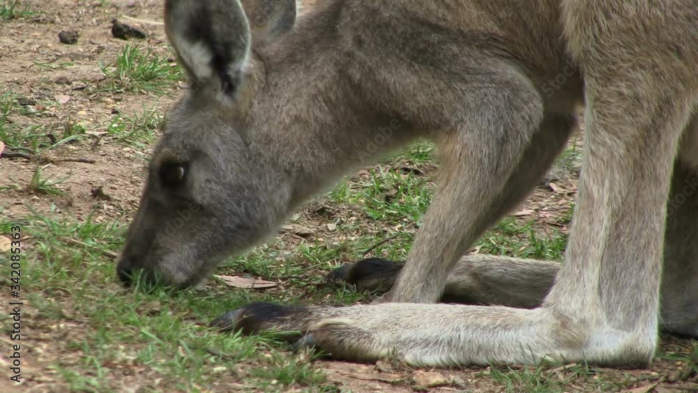 Kangaroo in the Australian outback Kangaroo in the Australian outback