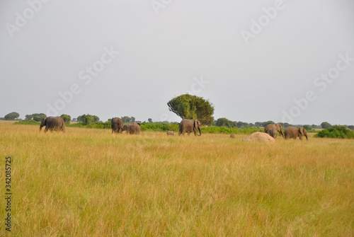 elefanti nella safana photo