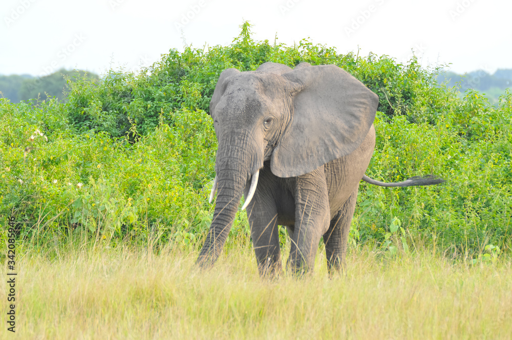Obraz premium elefante africano