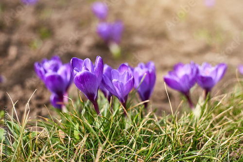 Beautiful spring flowers. Crocus flower, spring. Early spring and first flowers. February or March