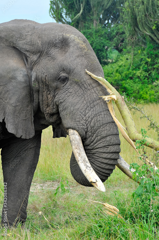 Obraz premium elefante africano