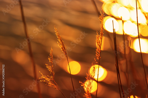 Beautiful sunset with reeds in the foreground and beautiful bokeh