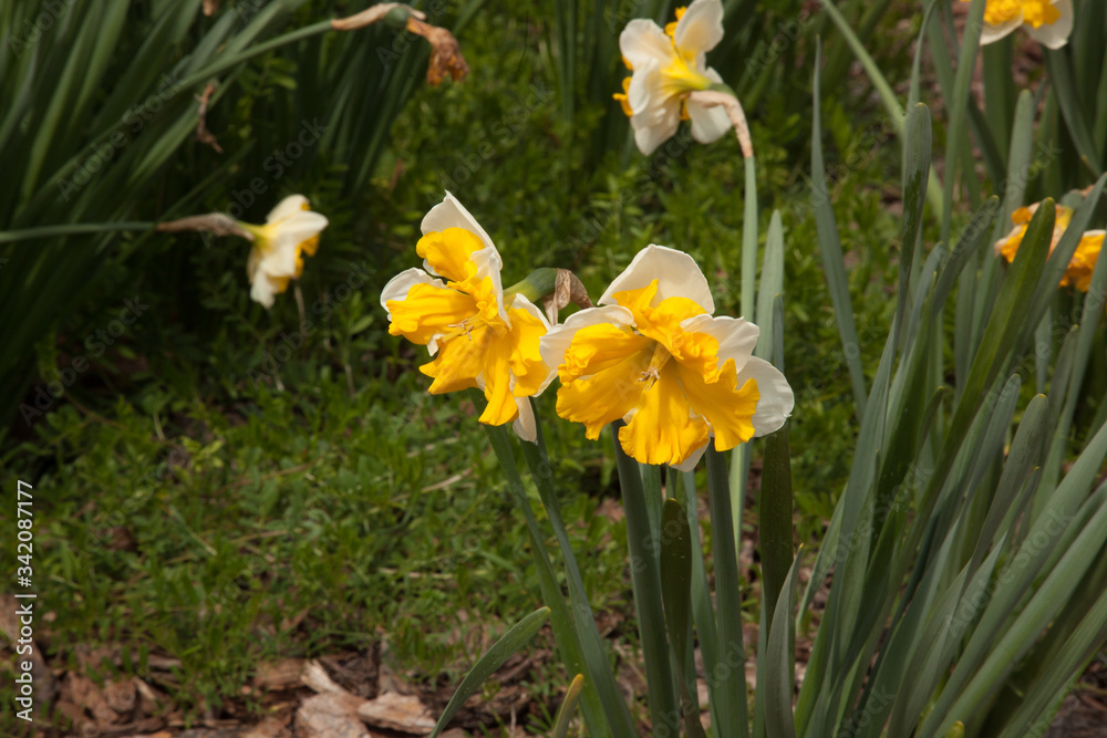 Yellow Daffodil in the sunshine Yellow Daffodil in the sunshine