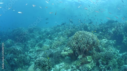 Wallpaper Mural tropical fish and corals underwater ocean scenery colorful Torontodigital.ca