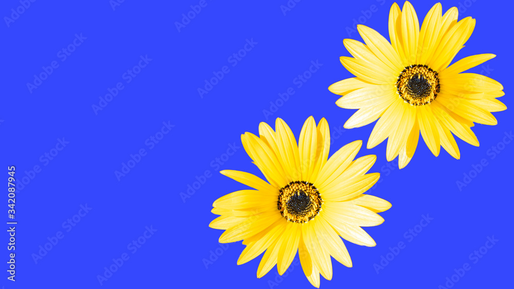 Yellow flower on blue background