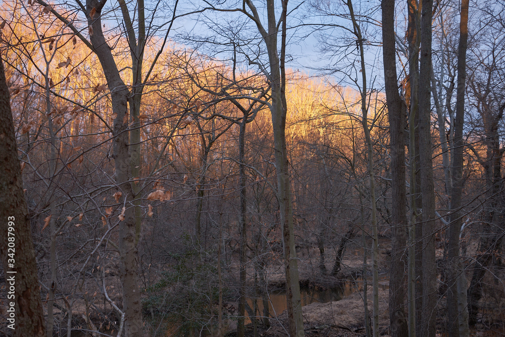 Winter sunrise light up the trees along a riverbank Winter sunrise light up the trees along a riverbank