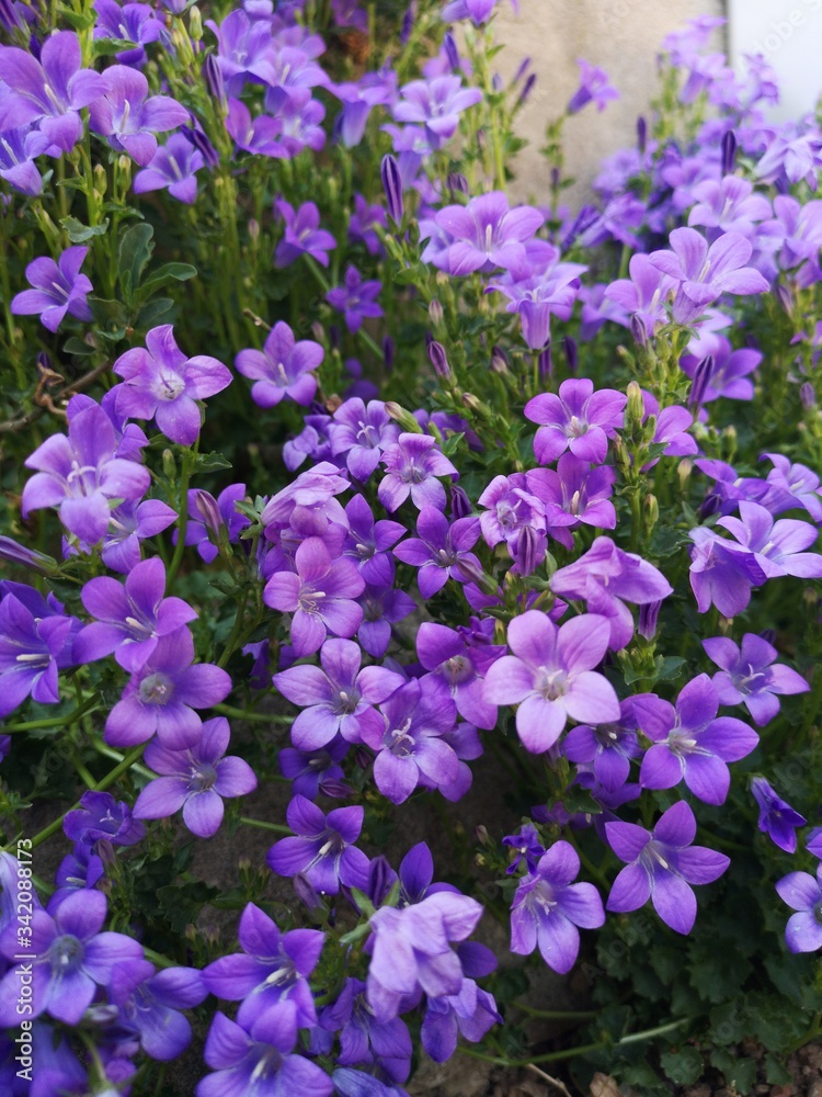 purple flowers in the garden purple flowers in the garden