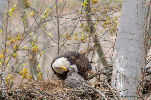 A close view of a bald eagle adult comforting the eaglet, high up in the nest.