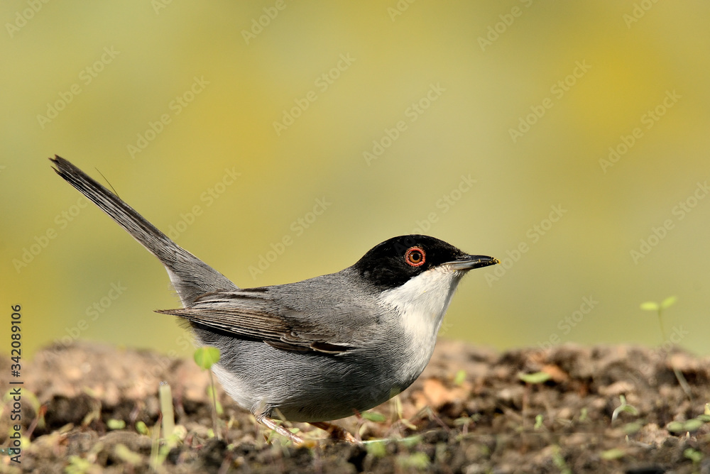 curruca cabecinegra en el suelo del bosque (Sylvia melanocephala) Marbella Andalucía España curruca cabecinegra en el suelo del bosque (Sylvia melanocephala) Marbella Andalucía España