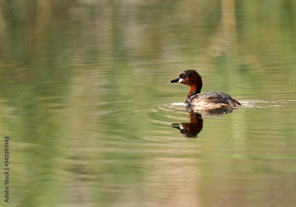 Fototapeta premium Little grebe in Buhair lake, Bahrain